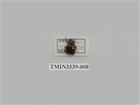 藏品(雙條甘蔗金龜)的圖片